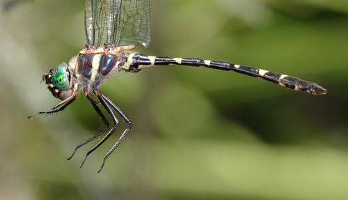 Male
2008_09_18_FL